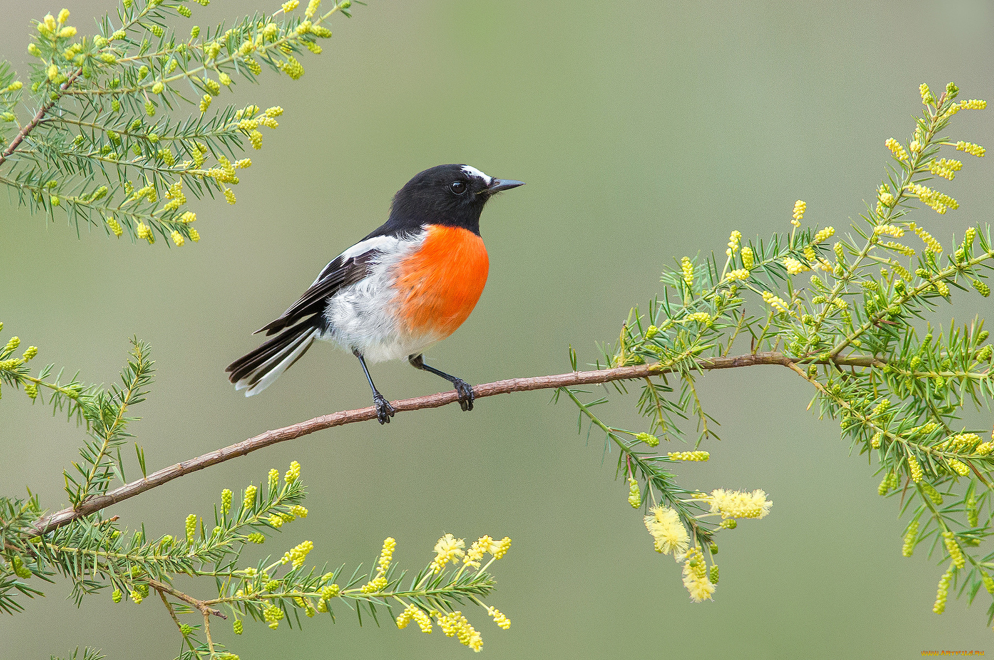 Птички на ветке. Огнегрудая петроика. Petroica phoenicea. Petroica Boodang. Птичка на ветке.